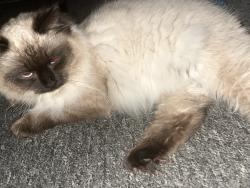 Found/Stray Male Cat last seen Queens road E13 , Greater London, England E13 9AN