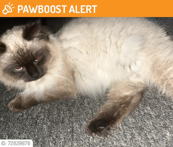 Found/Stray Male Cat last seen Queens road E13, Greater London, England E13 9AN