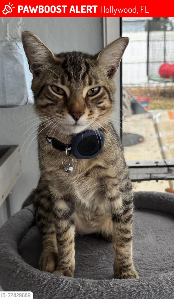 Lost Male Cat last seen Near NW, Hollywood, FL 33024