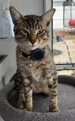 Lost Male Cat last seen Near NW, Hollywood, FL 33024