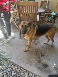 Reunited Male Dog last seen West, Barstow, CA 92311