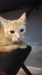 Lost Female Cat last seen Near farmers way, Perry, GA 31069