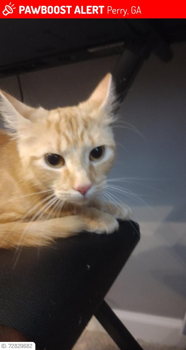 Lost Female Cat last seen Near farmers way, Perry, GA 31069