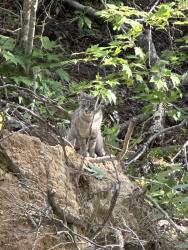 Found/Stray Unknown Cat last seen Burge mountain road, Henderson County, NC 28792