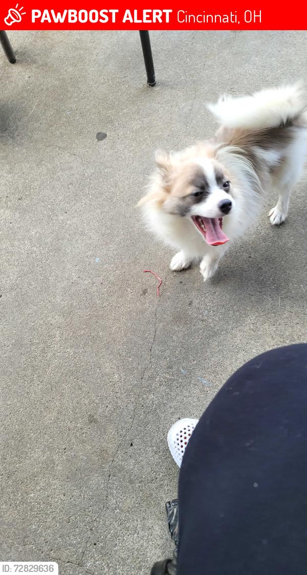 Lost Male Dog last seen Coverdale Ave , Cincinnati, OH 45238