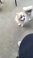 Lost Male Dog last seen Coverdale Ave , Cincinnati, OH 45238