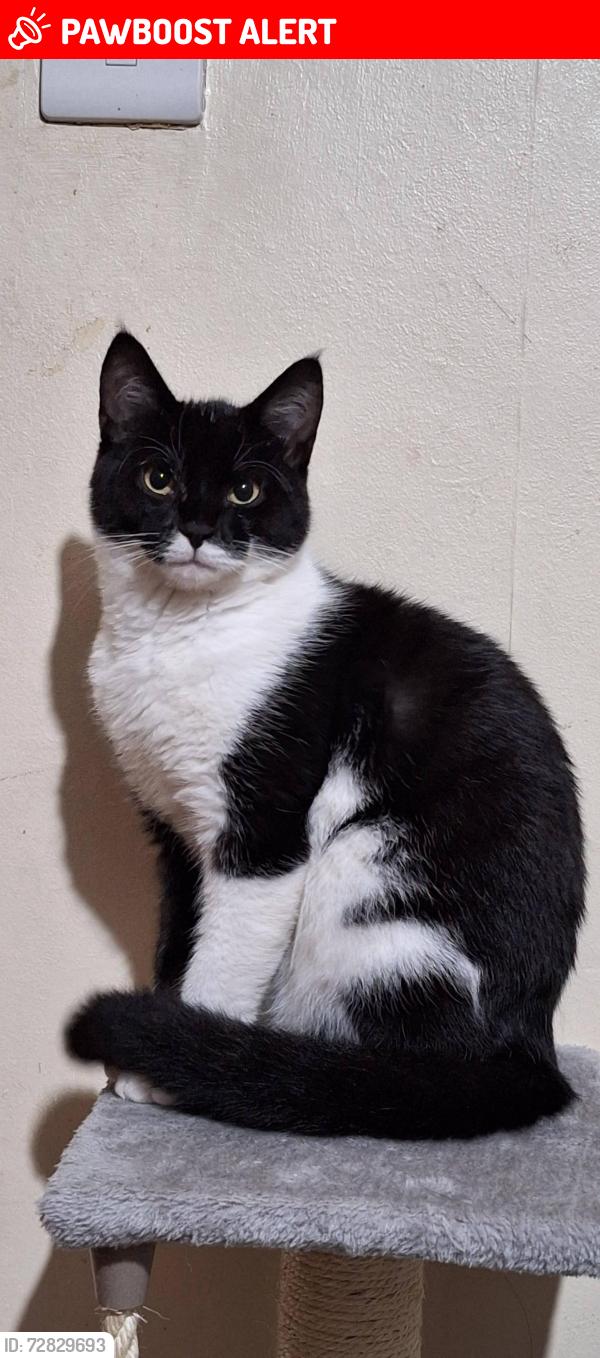 Lost Male Cat last seen St goerges market , Belfast, Northern Ireland BT2