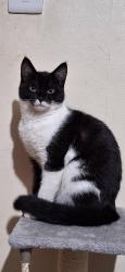 Lost Male Cat last seen St goerges market , Belfast, Northern Ireland BT2