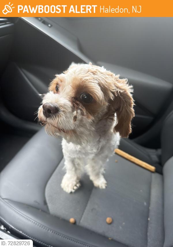 Found/Stray Female Dog last seen haledon police and fire, Haledon, NJ 07508