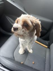Found/Stray Female Dog last seen haledon police and fire, Haledon, NJ 07508
