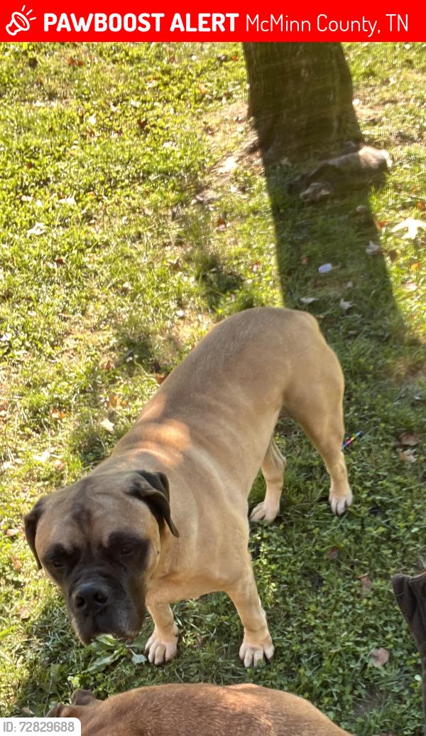 Lost Male Dog last seen County Rd 4 , McMinn County, TN 37309
