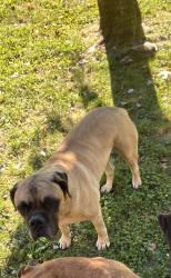 Lost Male Dog last seen County Rd 4 , McMinn County, TN 37309