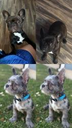 Lost Female Dog last seen Choe (small black dog with white chest) and Dior (small gray dog with blue eyes, blue collar) are missing.  📍 North Dallas, TX  📞   If seen, please call or text. Please share!, Dallas, TX 75243