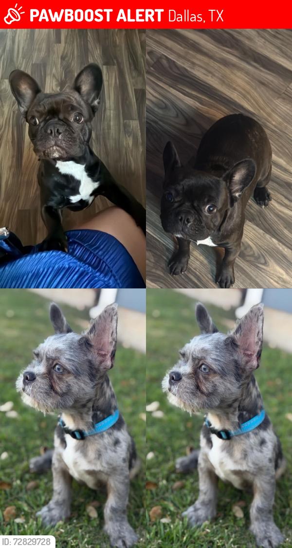 Lost Female Dog last seen Choe (small black dog with white chest) and Dior (small gray dog with blue eyes, blue collar) are missing.  📍 North Dallas, TX  📞   If seen, please call or text. Please share!, Dallas, TX 75243