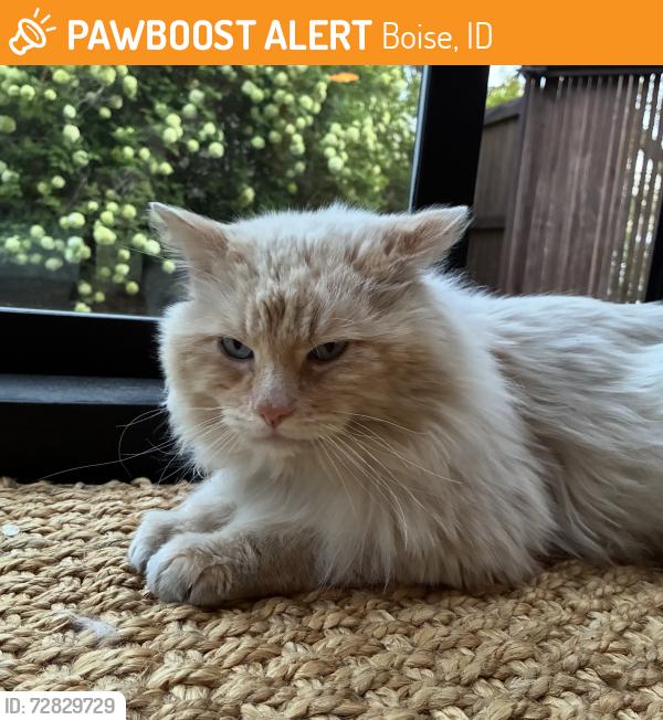 Found/Stray Unknown Cat last seen 23rd & Grace, Boise, ID 83702