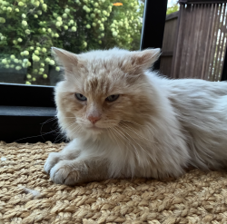 Found/Stray Unknown Cat last seen 23rd & Grace, Boise, ID 83702