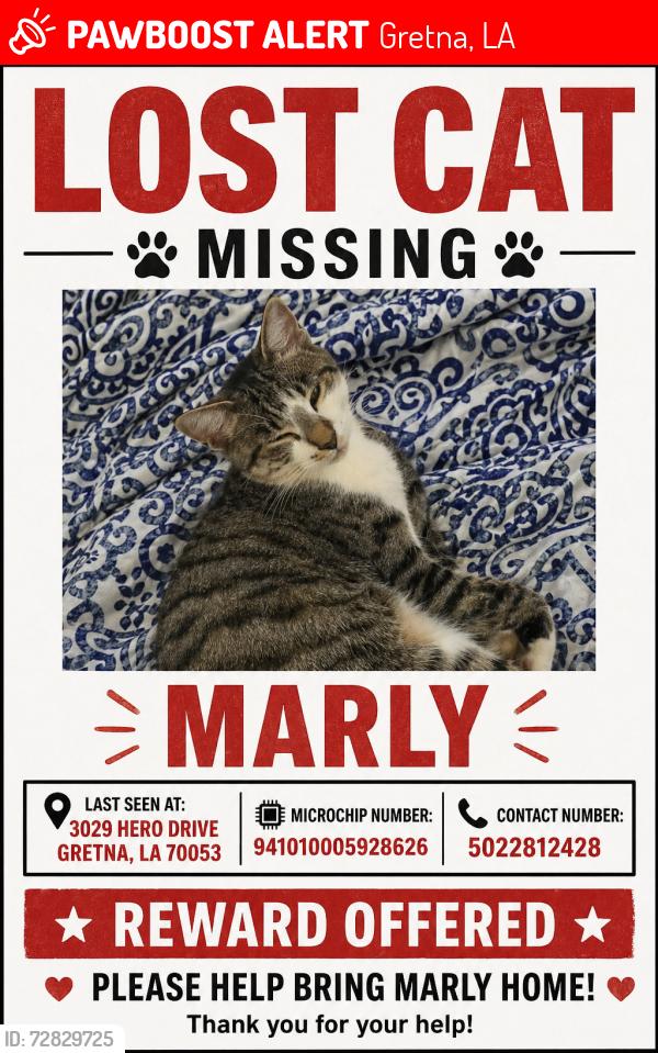 Lost Male Cat last seen Claire Ave, 30th st, 31st St, Gretna, LA 70053