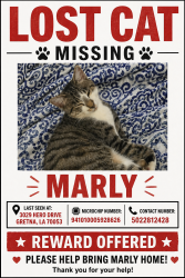 Lost Male Cat last seen Claire Ave, 30th st, 31st St, Gretna, LA 70053