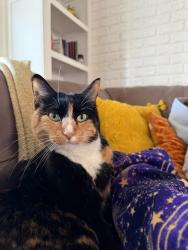 Lost Female Cat last seen Dale St. Close to I 94, Saint Paul, MN 55104