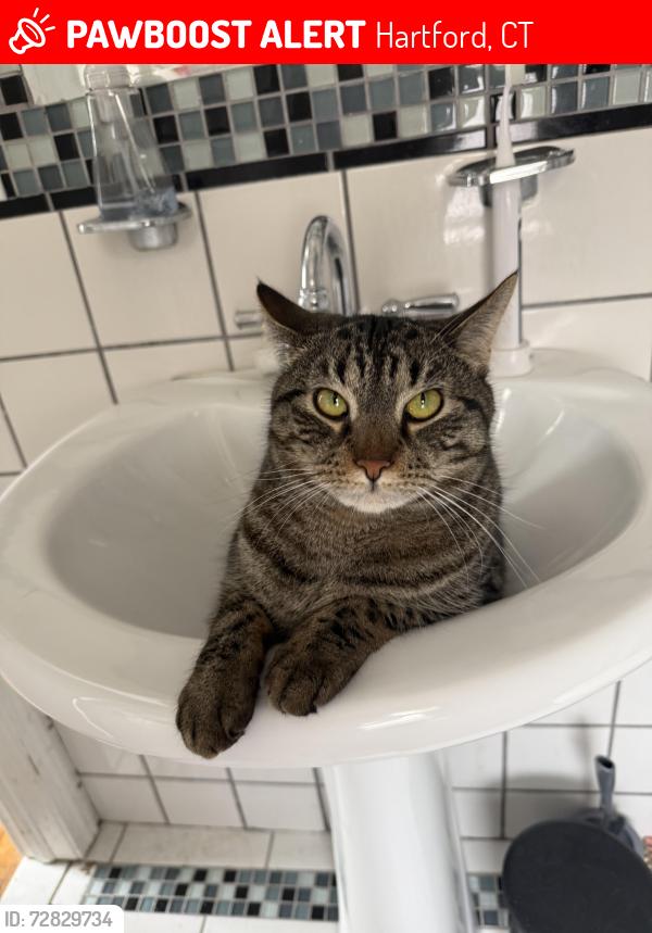 Lost Male Cat last seen on the corner of Saybrook and Flatbush, Hartford, CT 06106