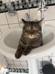 Lost Male Cat last seen on the corner of Saybrook and Flatbush, Hartford, CT 06106