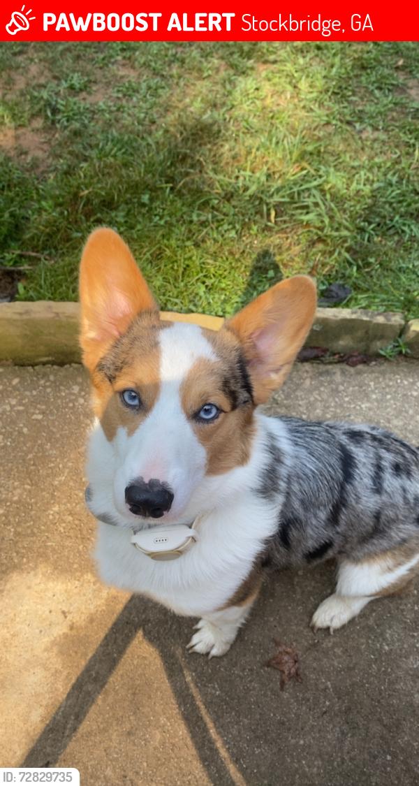 Lost Male Dog last seen oakland blvd / old conyers rd, Stockbridge, GA 30281
