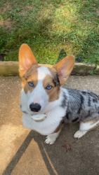 Lost Male Dog last seen oakland blvd / old conyers rd, Stockbridge, GA 30281