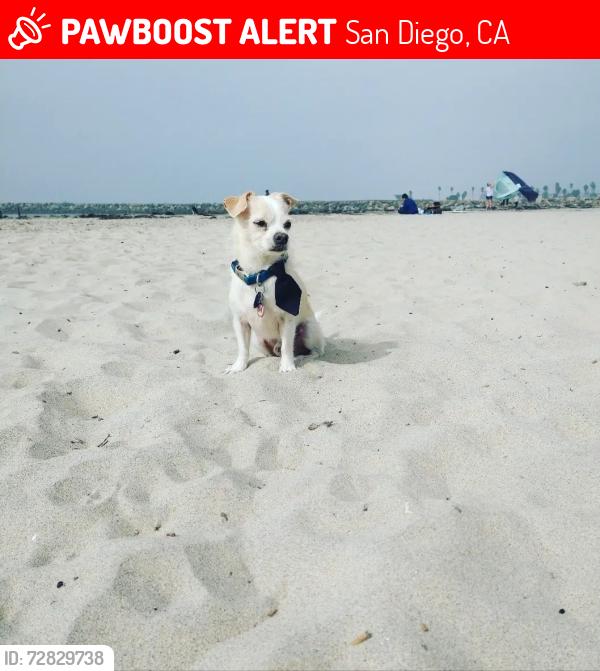 Lost Male Dog last seen Ocean View Blvd and Imperial , San Diego, CA 92113