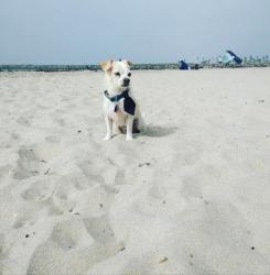 Lost Male Dog last seen Ocean View Blvd and Imperial , San Diego, CA 92113