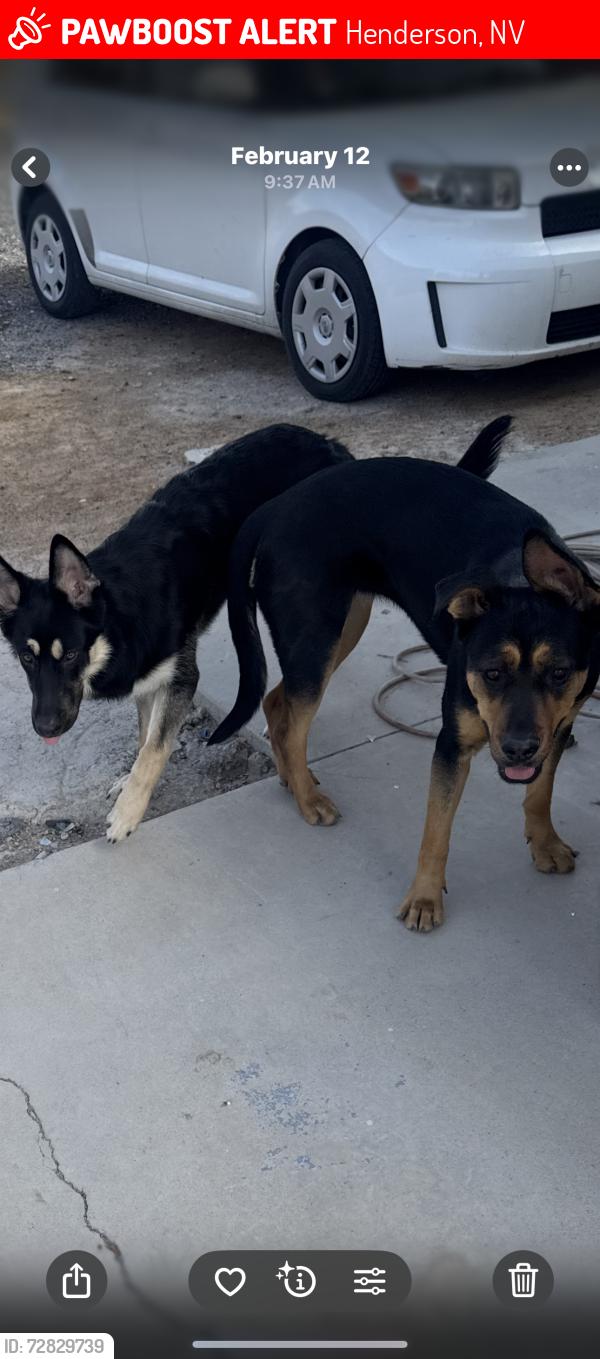 Lost Male Dog last seen Roban ave and las Vegas blvd , Henderson, NV 89044