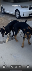 Lost Male Dog last seen Roban ave and las Vegas blvd , Henderson, NV 89044
