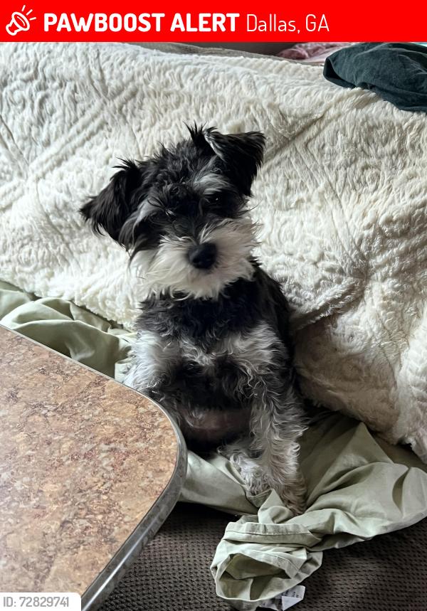 Lost Female Dog last seen Old villa rica re , Dallas, GA 30157