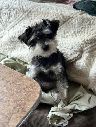 Lost Female Dog last seen Old villa rica re , Dallas, GA 30157