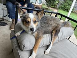 Found/Stray Female Dog last seen County road 4415, Grandview, TX 76050