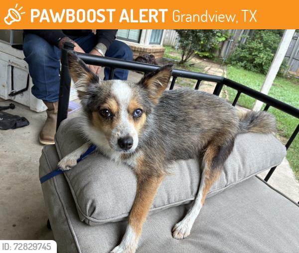 Found/Stray Female Dog last seen County road 4415, Grandview, TX 76050
