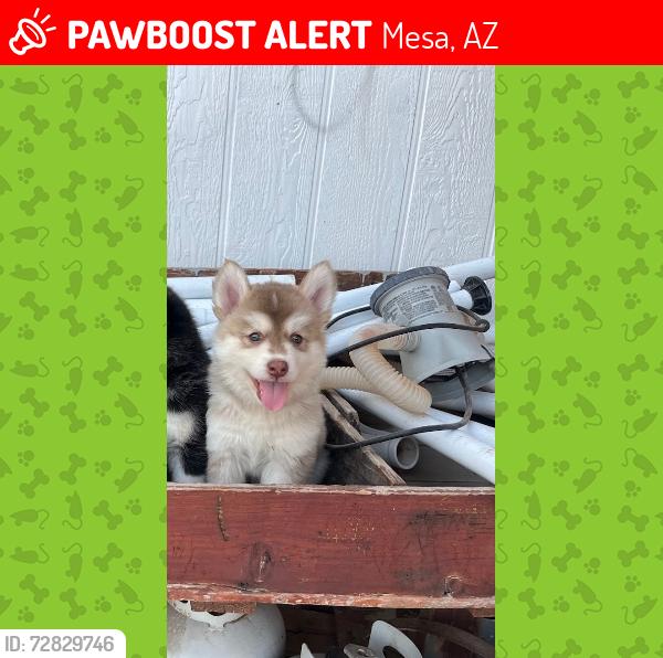 Lost Male Dog last seen Last seen near my gate at the night time , Mesa, AZ 85208