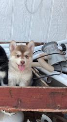 Lost Male Dog last seen Last seen near my gate at the night time , Mesa, AZ 85208