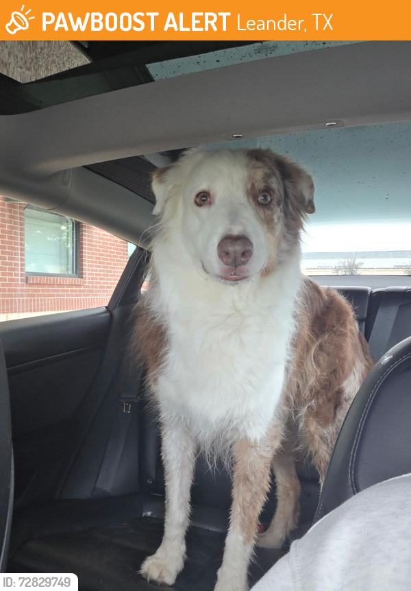 Found/Stray Male Dog last seen Zyanya Cove, Leander, TX 78641