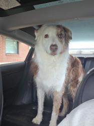 Found/Stray Male Dog last seen Zyanya Cove, Leander, TX 78641