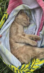 Found/Stray Male Cat last seen 49th and Burlingame Road, Topeka, KS 66609