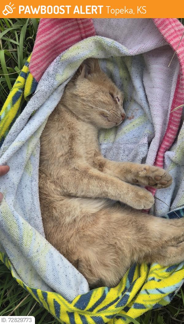 Found/Stray Male Cat last seen 49th and Burlingame Road, Topeka, KS 66609