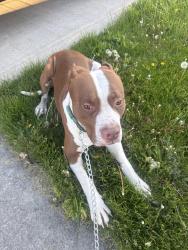 Found/Stray Male Dog last seen Near tacoma ave Lorain Ohio , Lorain, OH 44055