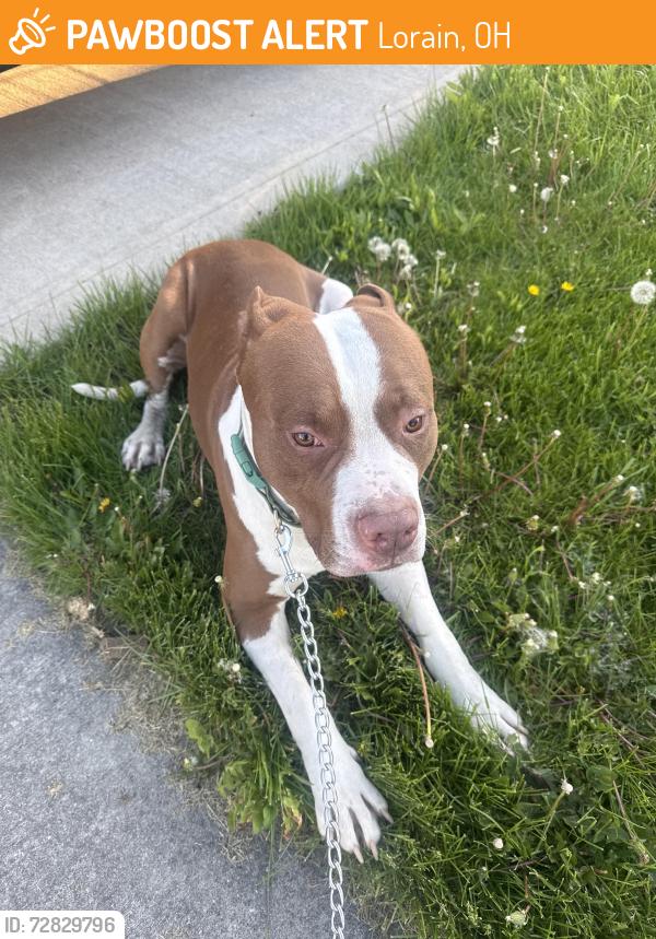Found/Stray Male Dog last seen Near tacoma ave Lorain Ohio , Lorain, OH 44055