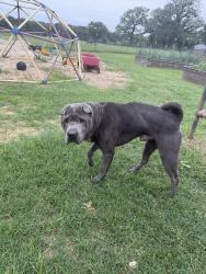 Found/Stray Male Dog last seen Near , Wise County, TX 76023