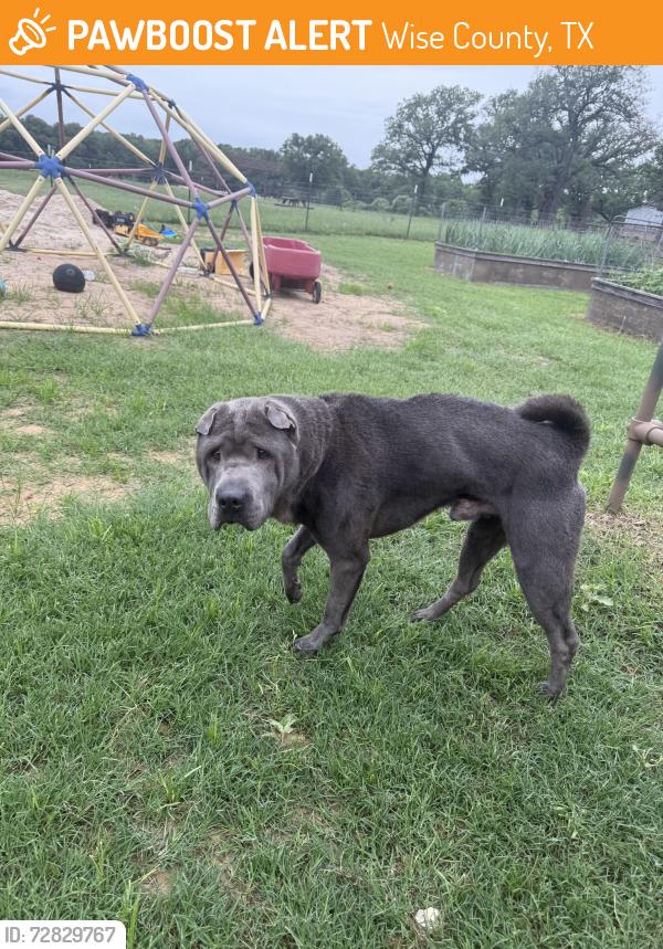 Found/Stray Male Dog last seen Near , Wise County, TX 76023