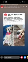 Lost Male Dog last seen Beaumont tx , Beaumont, TX 77705