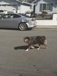 Lost Unknown Dog last seen Orangewood dr & Staghorn, San Jose, CA 95121