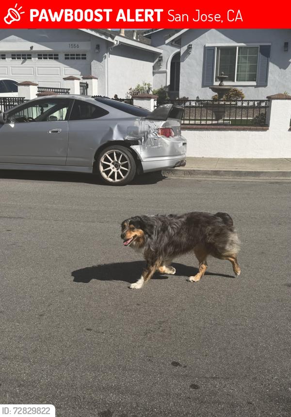 Lost Unknown Dog last seen Orangewood dr & Staghorn, San Jose, CA 95121