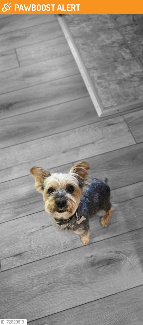 Found/Stray Male Dog last seen Blackwell Hollow , Albemarle County, VA 22932