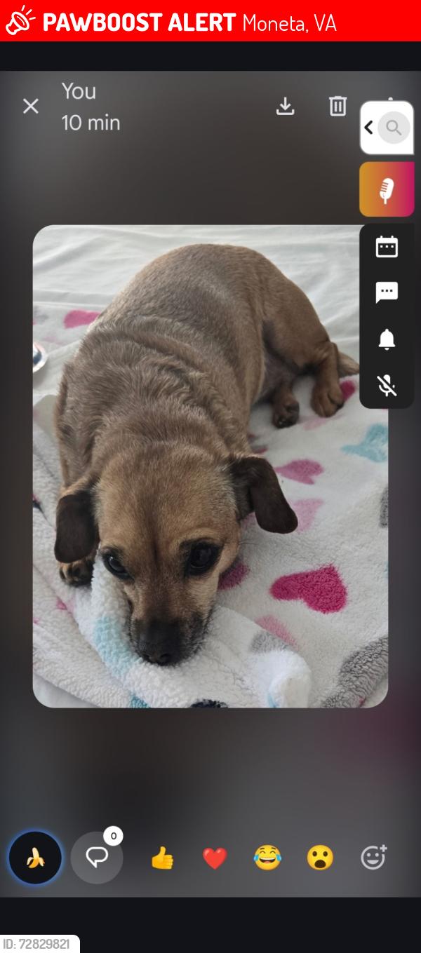 Lost Female Dog last seen Tranquility road, Moneta Va, Moneta, VA 24121